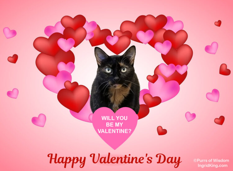 Valentine's-Day-Cat