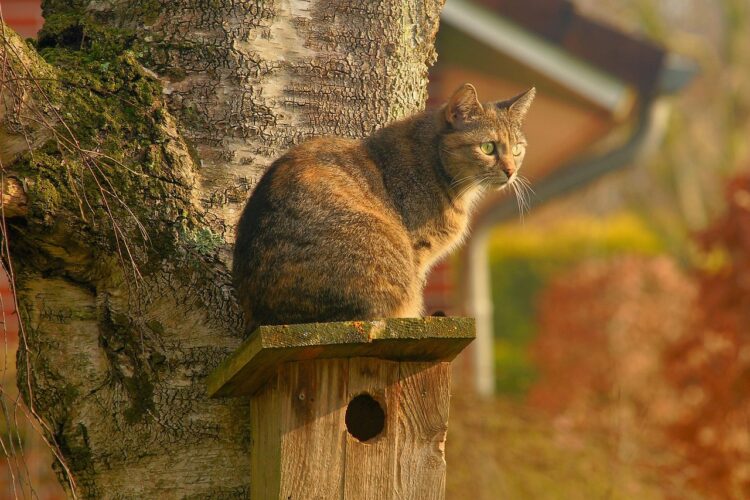cat-bird-house