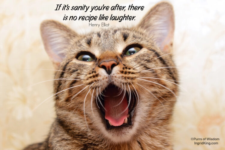 laughing-cat