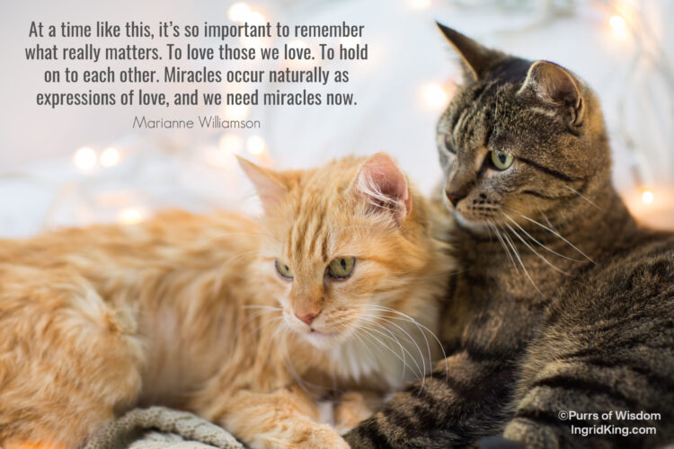 two-cats-winter