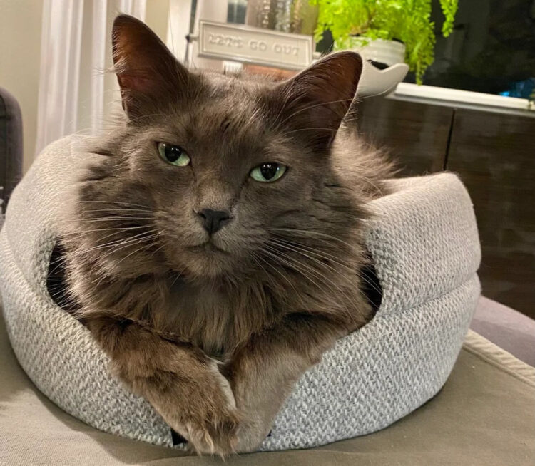 grey-cat-green-eyes