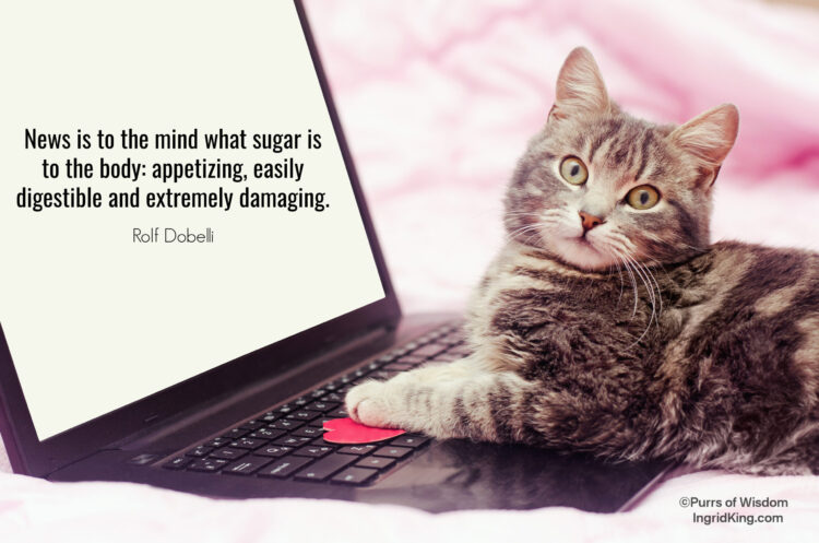cat-laptop