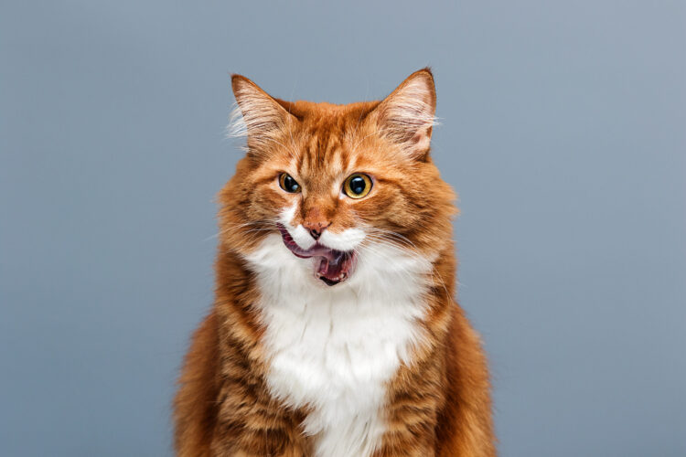 cat-licking-chops