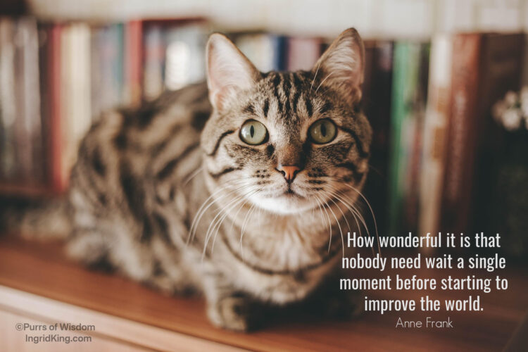 tabby-cat-books