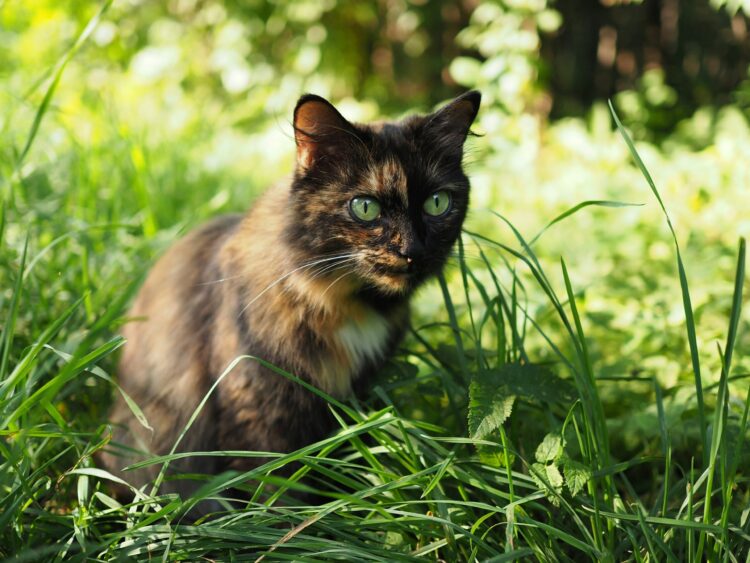 tortoiseshell-cat-lawn