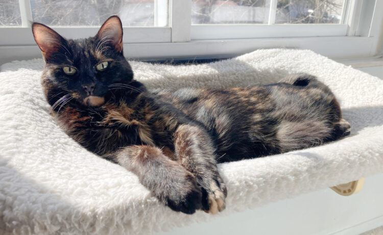 Allegra-window-perch