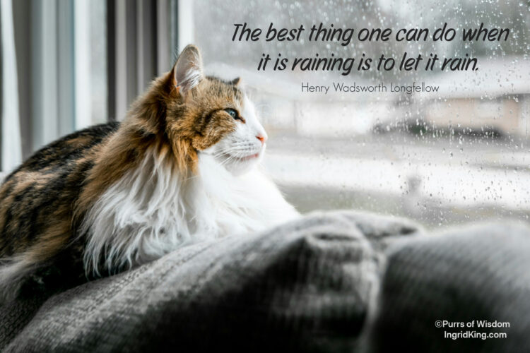 cat-window-rain