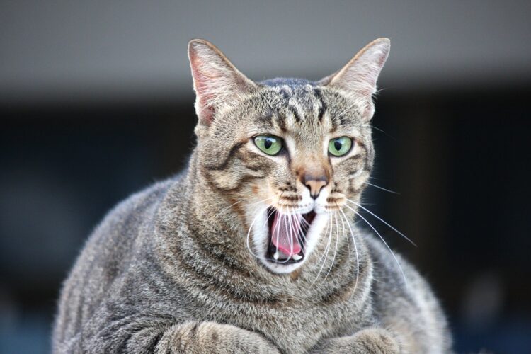 overweight-cat-diabetes