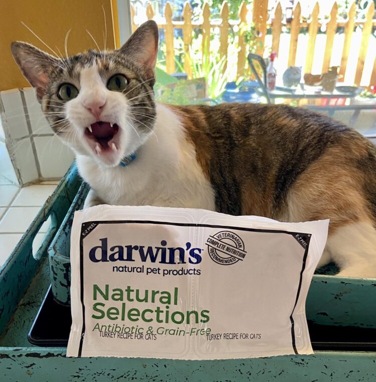darwins-raw-cat-food