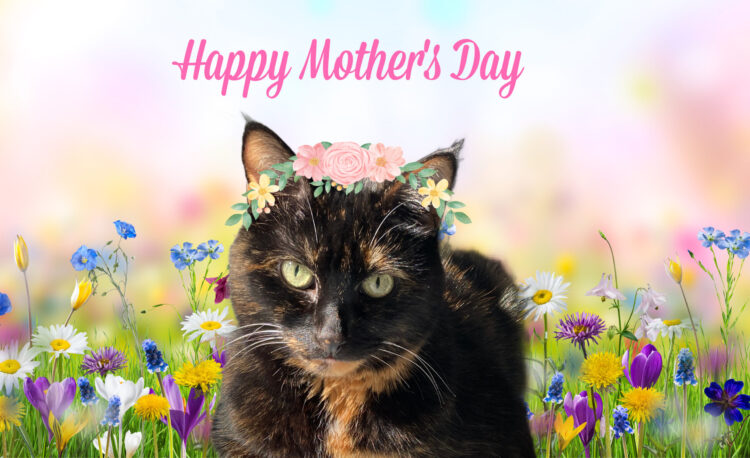mothers-day-cat-Allegra