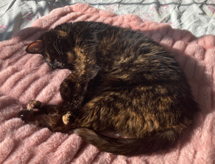 Allegra-blanket
