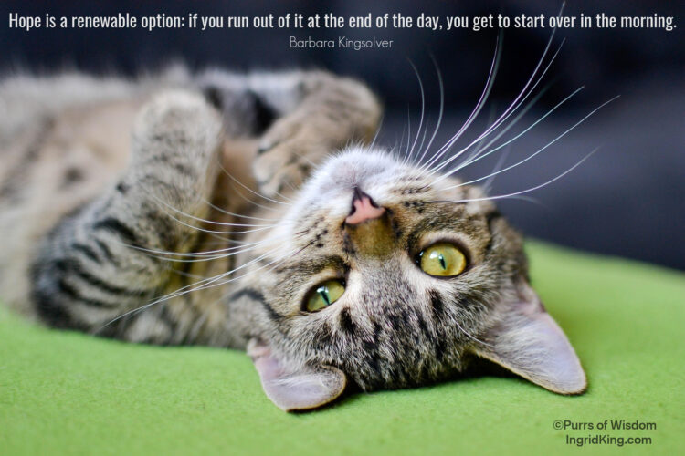 tabby-kitten