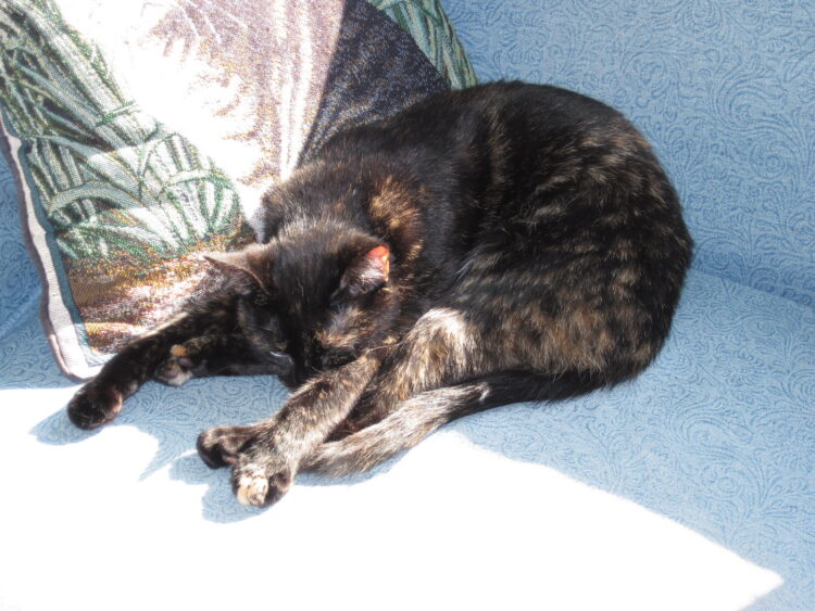 Allegra-napping