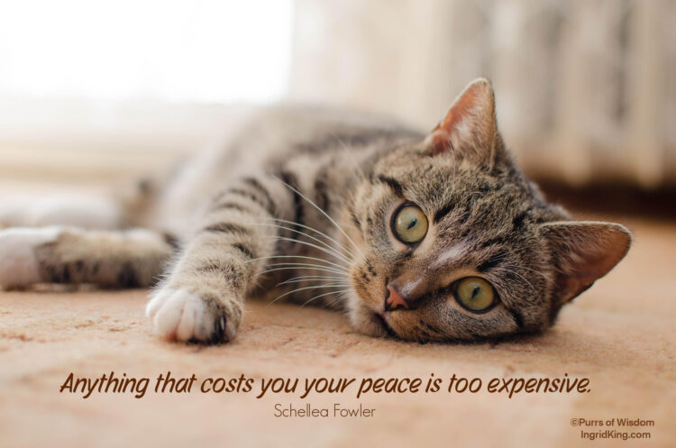 tabby-cat-lounging