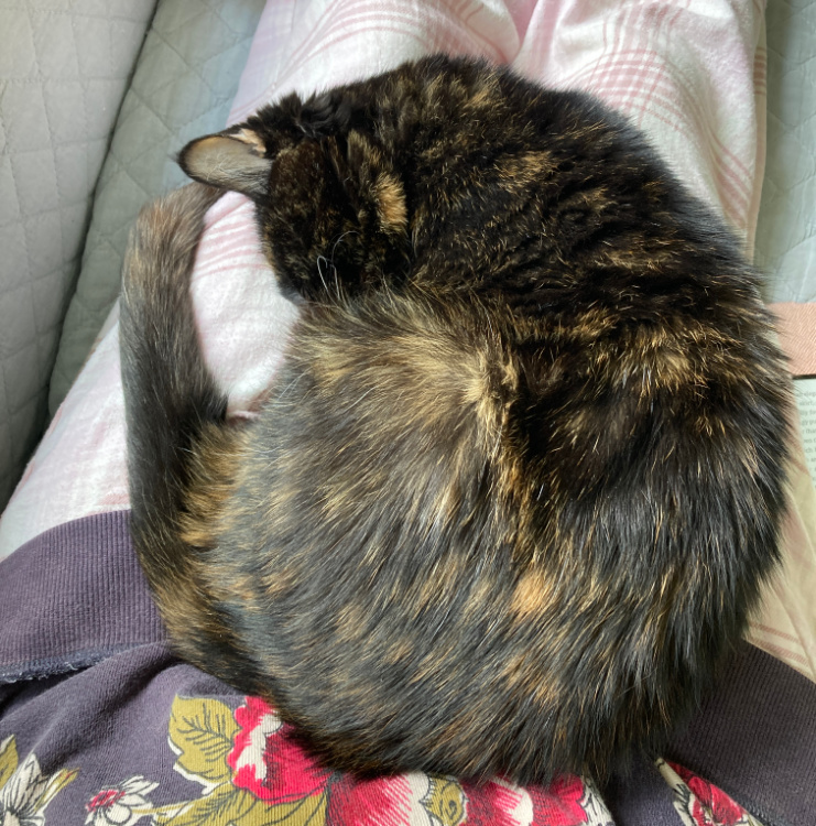 Allegra-lap