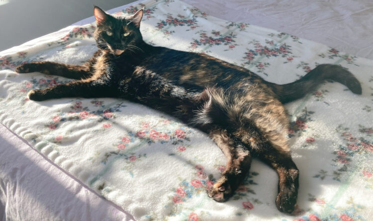 Allegra-stretched-out