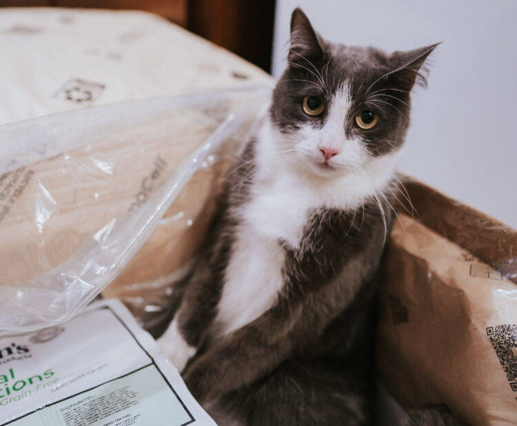 cat-in-box