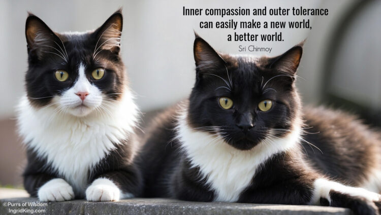 two-tuxedo-cats