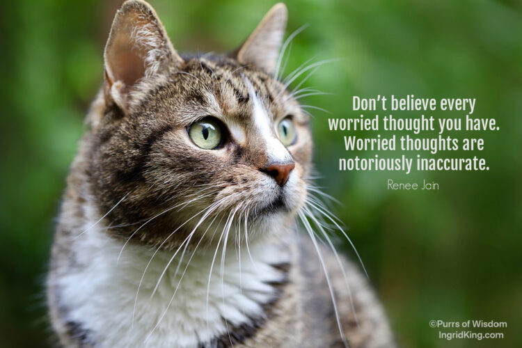 tabby-and-white-cat-big-eyes