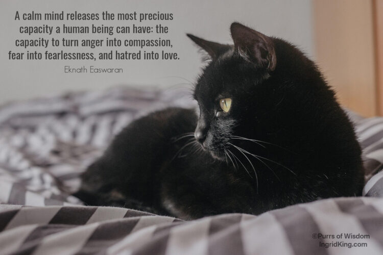 black-cat-on-bed