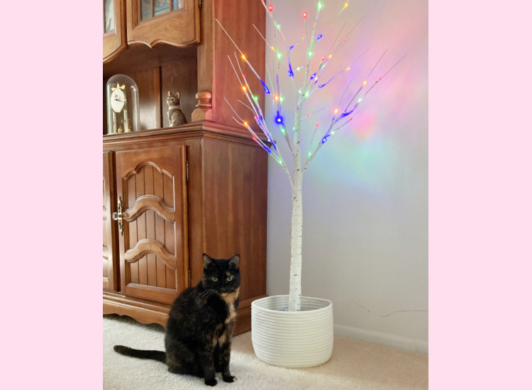 Allegra-lighted-birch-tree