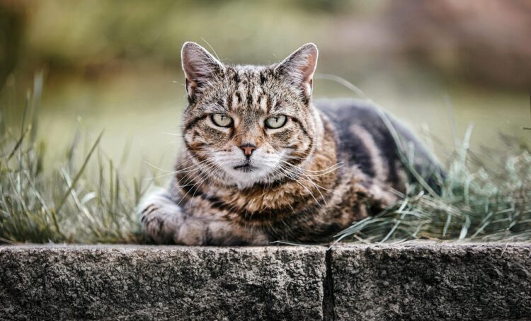 tabby-cat-feline