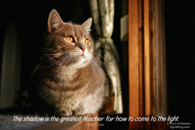 cat-shadow-window