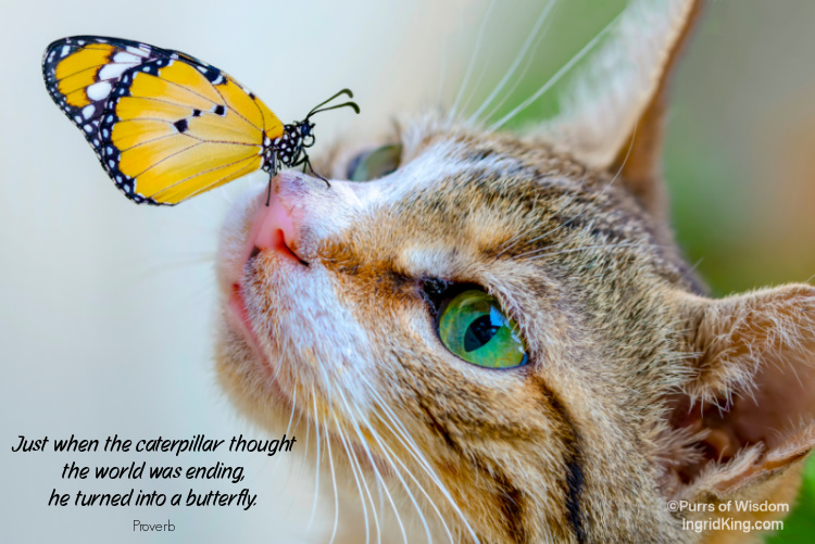 cat-with-butterfly 