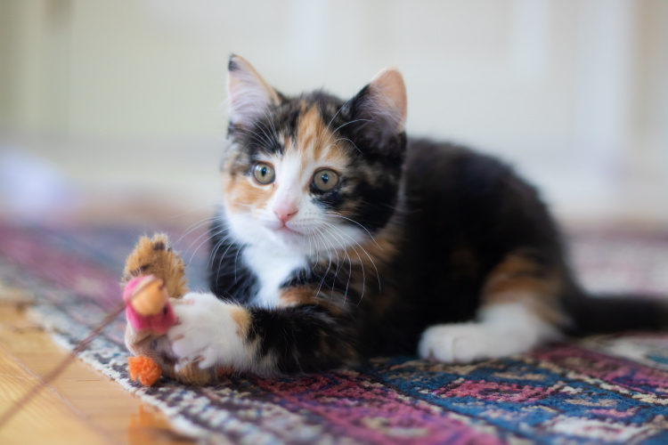 kitten-playing