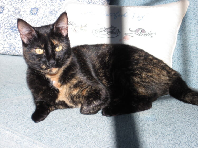 Allegra-sun-sofa