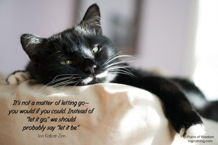 tuxedo-cat-resting