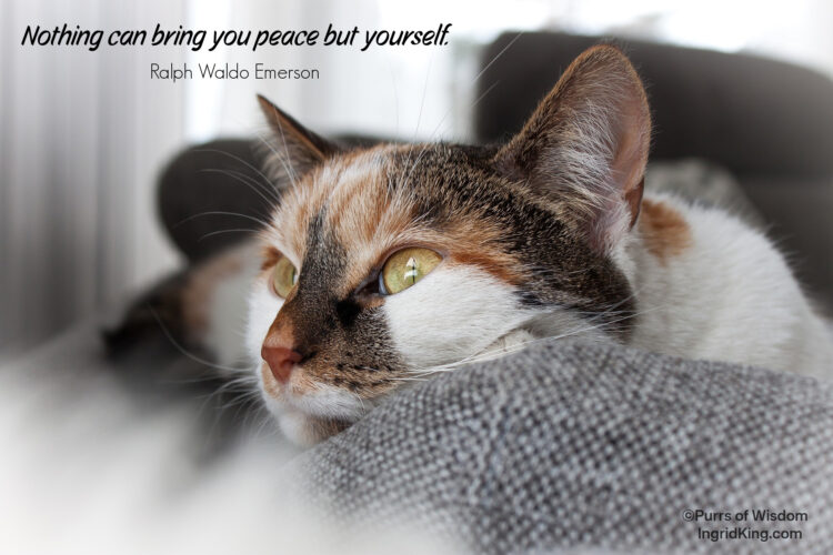 calico-cat-daydreaming