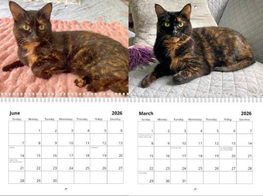 purrs-of-wisdom-calendar