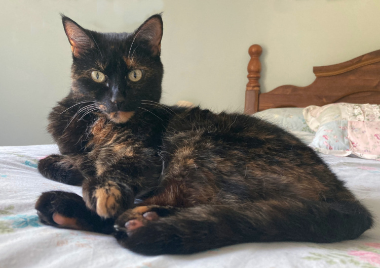 Allegra-bed