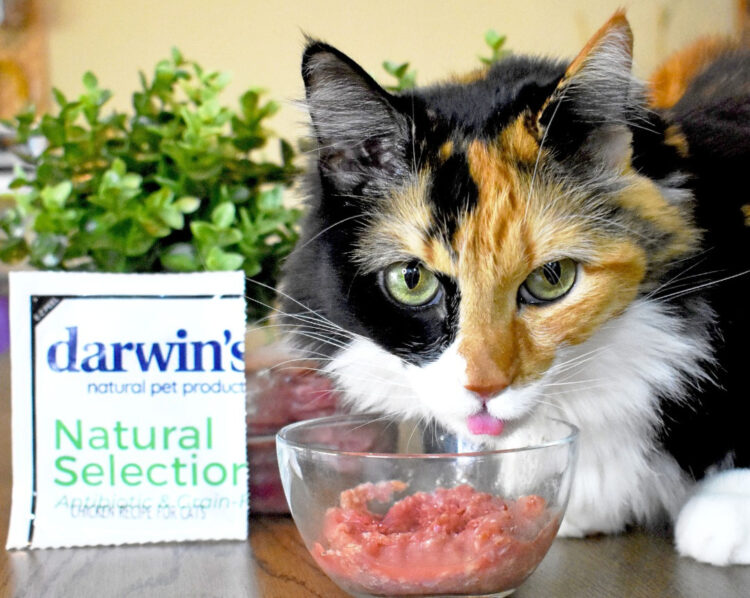 Darwins-raw-cat-food