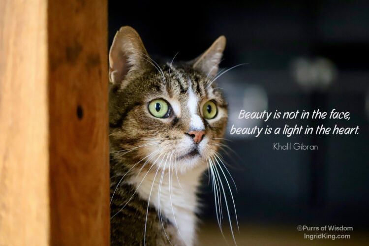 tabby-cat-white-face