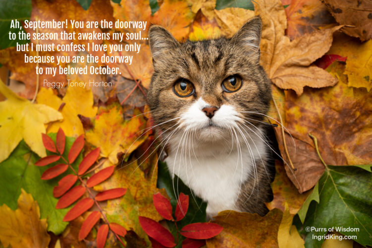 cat-autumn-leaves