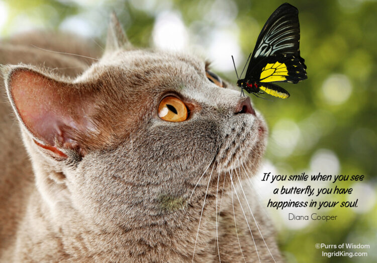 cat-butterfly