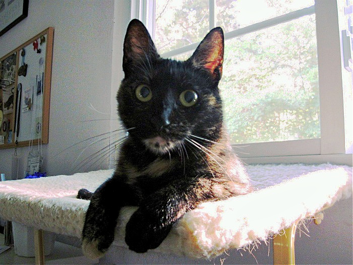 Ruby-window