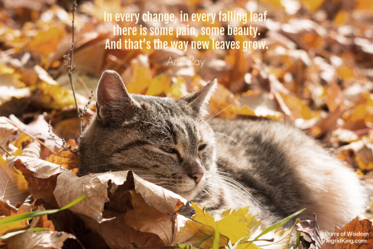 cat-autumn-leaves