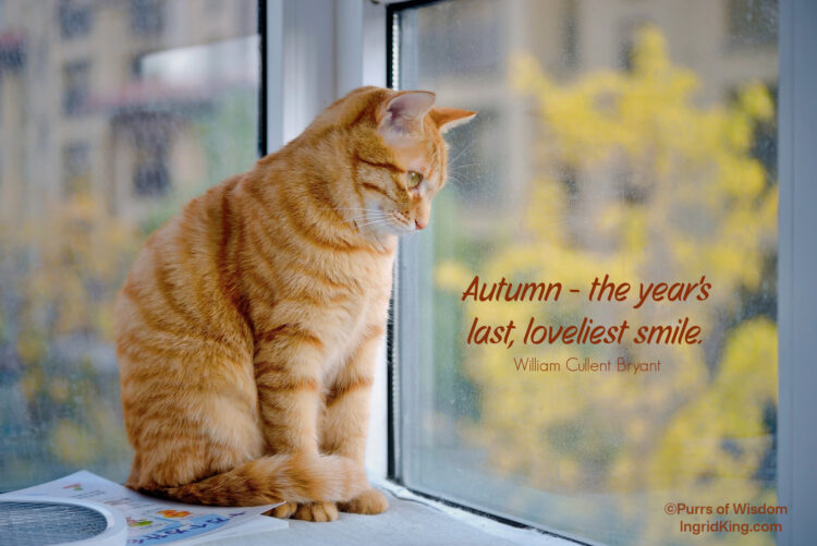 orange-cat-windwo