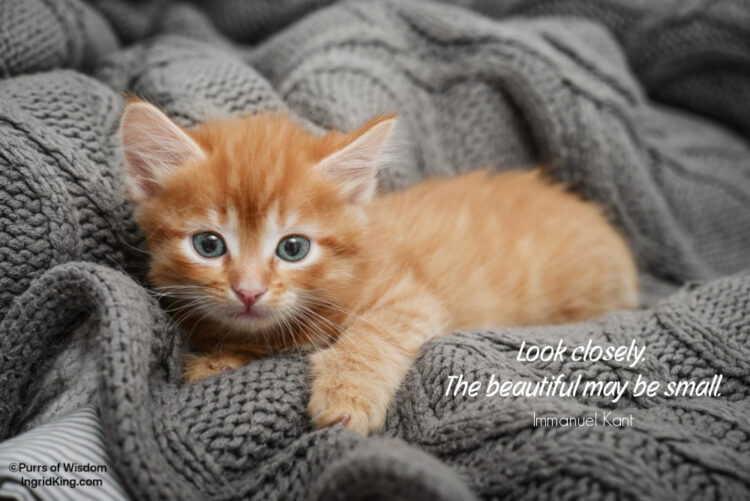 kitten-on-blanket