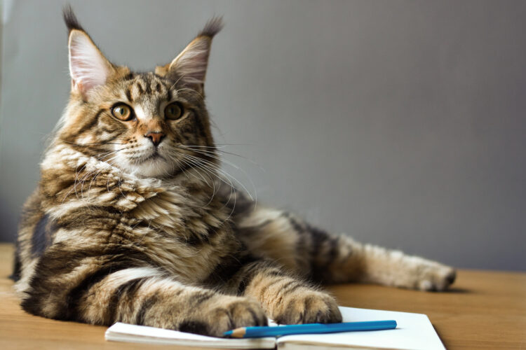 Maine-coon-cat-journal