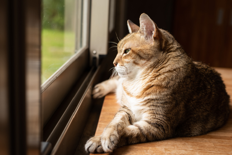 tabby-cat-window