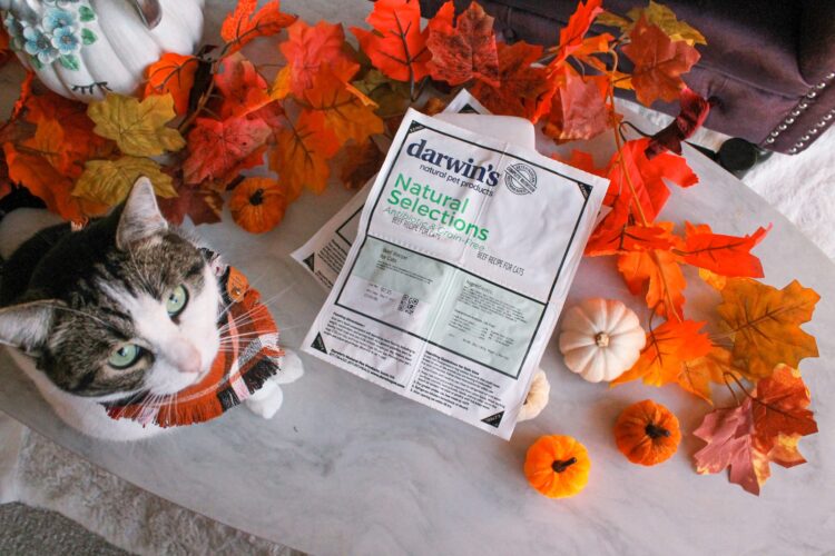 darwin's-natural-cat-food