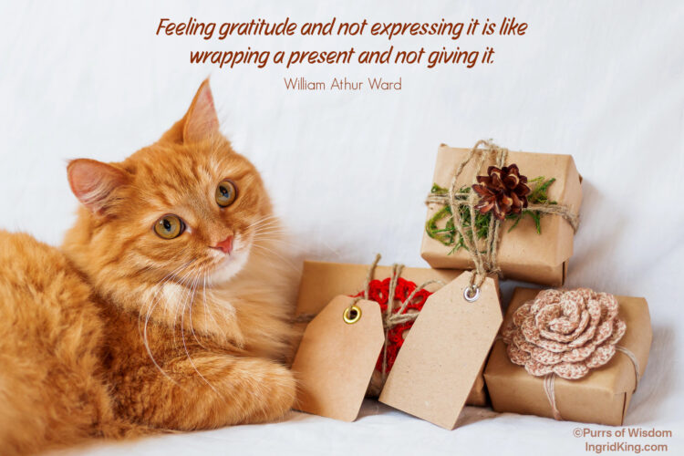orange-cat-with-wrapped-gifts