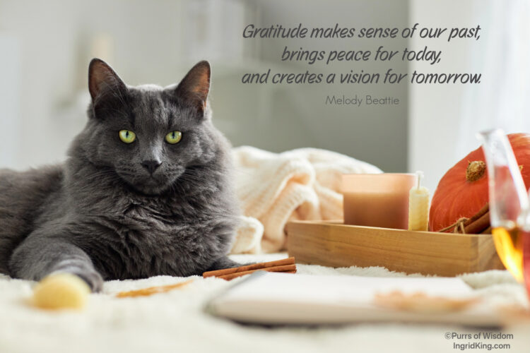grey-cat-resting