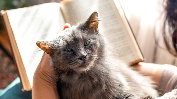 senior-cat-woman-reading