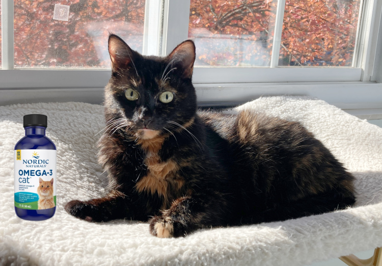 Allegra-window-perch