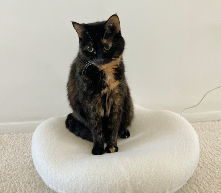 knead-therapeutic-cat-bed